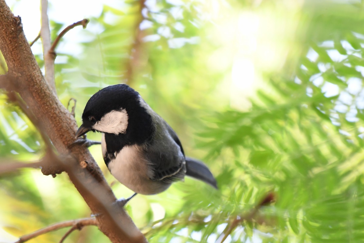 Asian Tit (Okinawa) - ML645642366