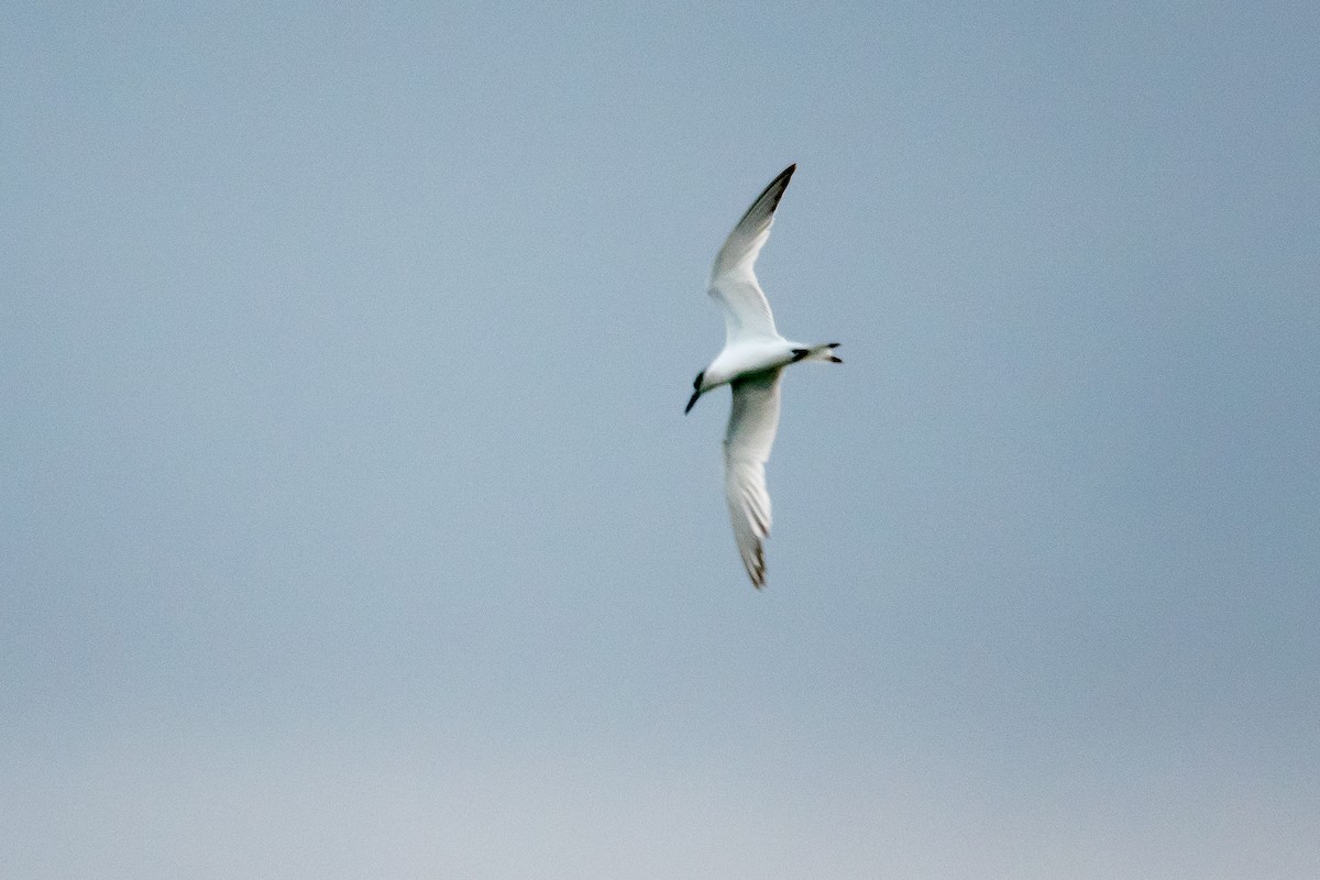 Sandwich Tern - ML645642369
