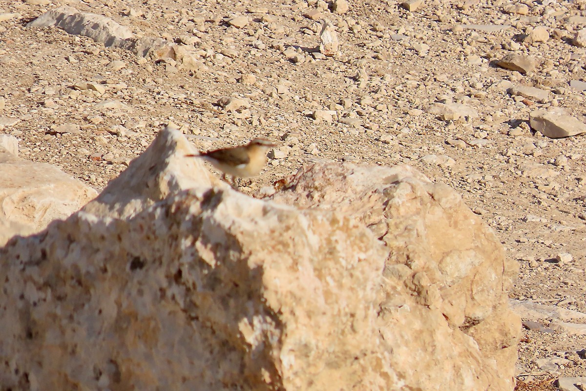 Isabelline Wheatear - ML645642370
