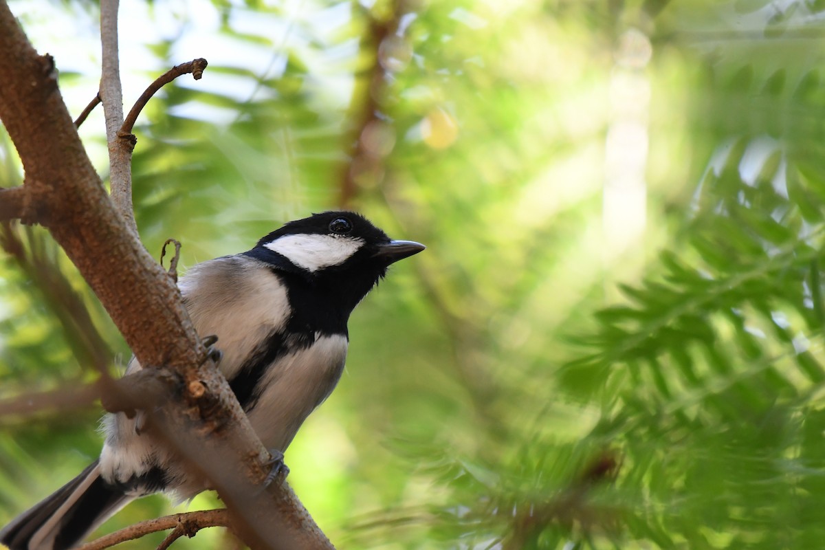Asian Tit (Okinawa) - ML645642371
