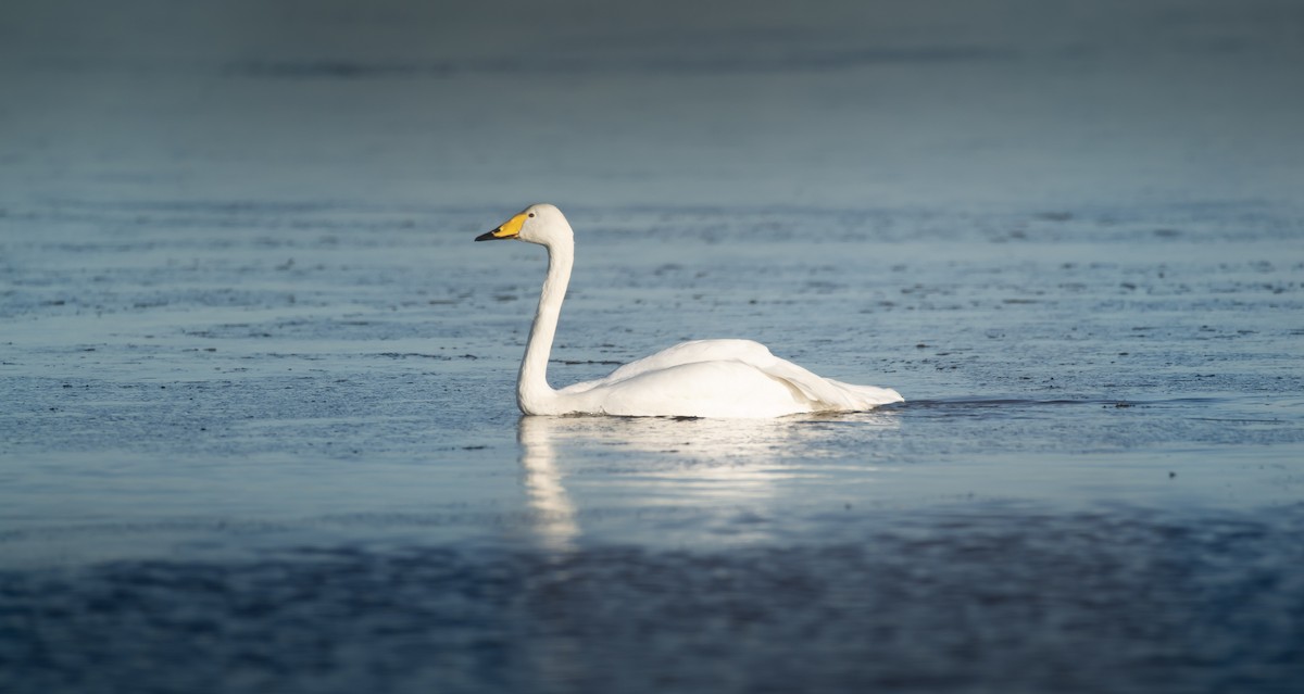 Whooper Swan - ML645642372