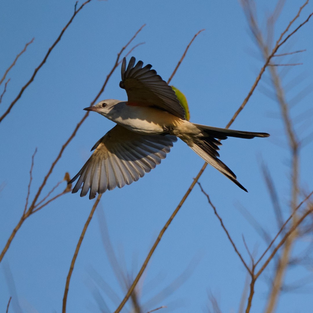 Scissor-tailed Flycatcher - ML645642373