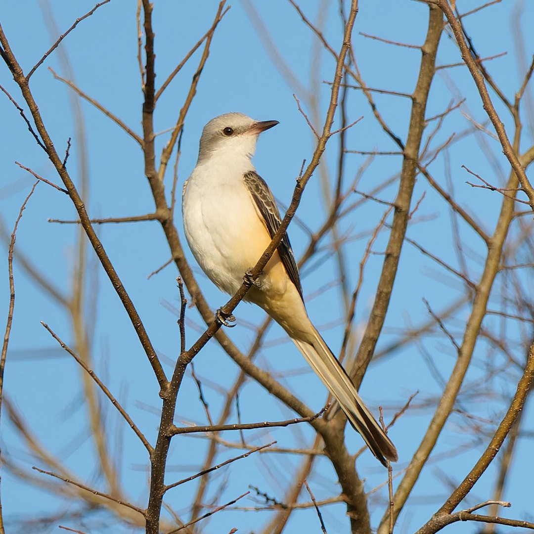 Scissor-tailed Flycatcher - ML645642374