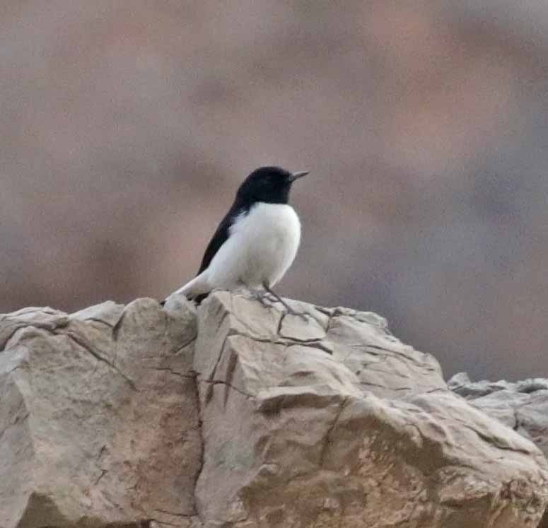Hume's Wheatear - ML645642375