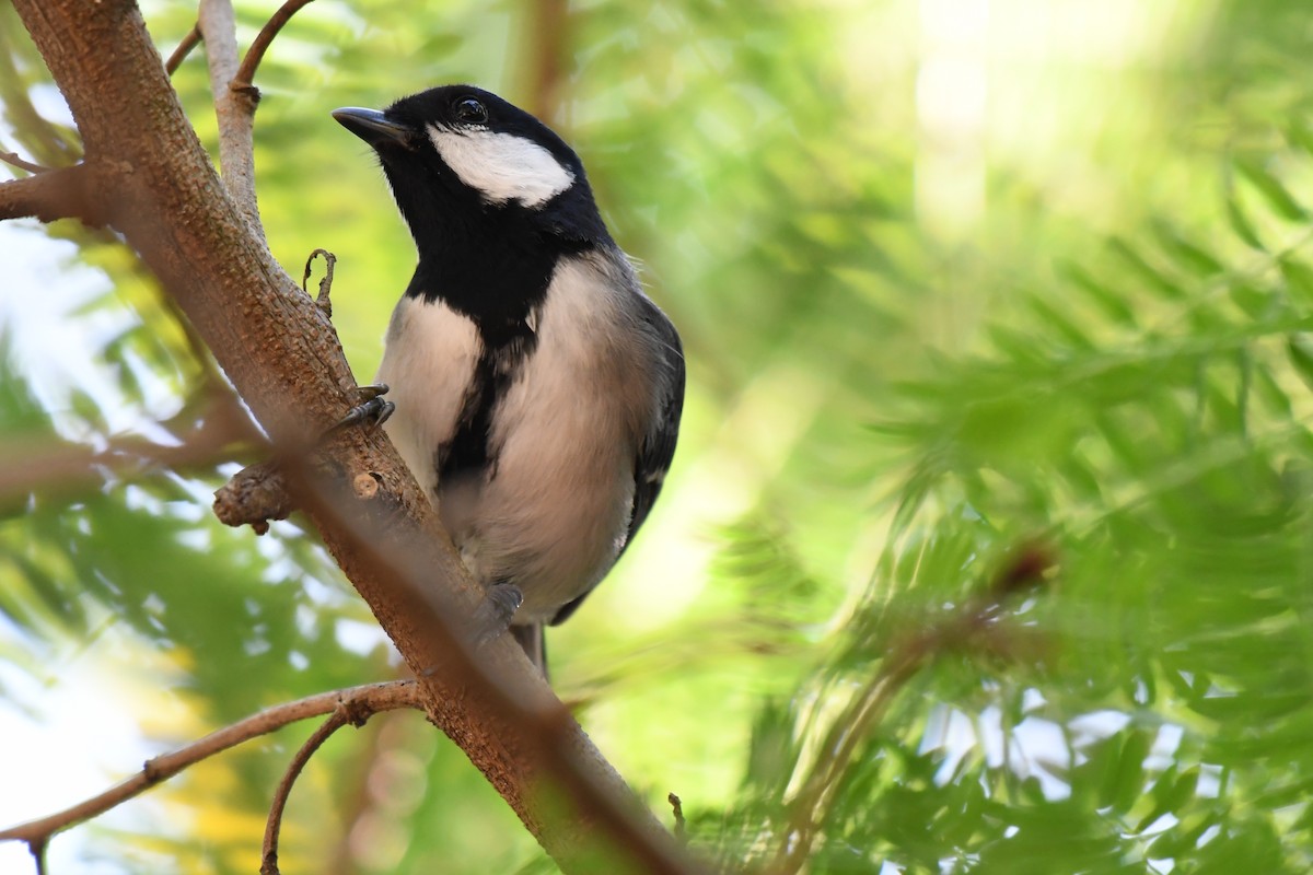 Asian Tit (Okinawa) - ML645642378