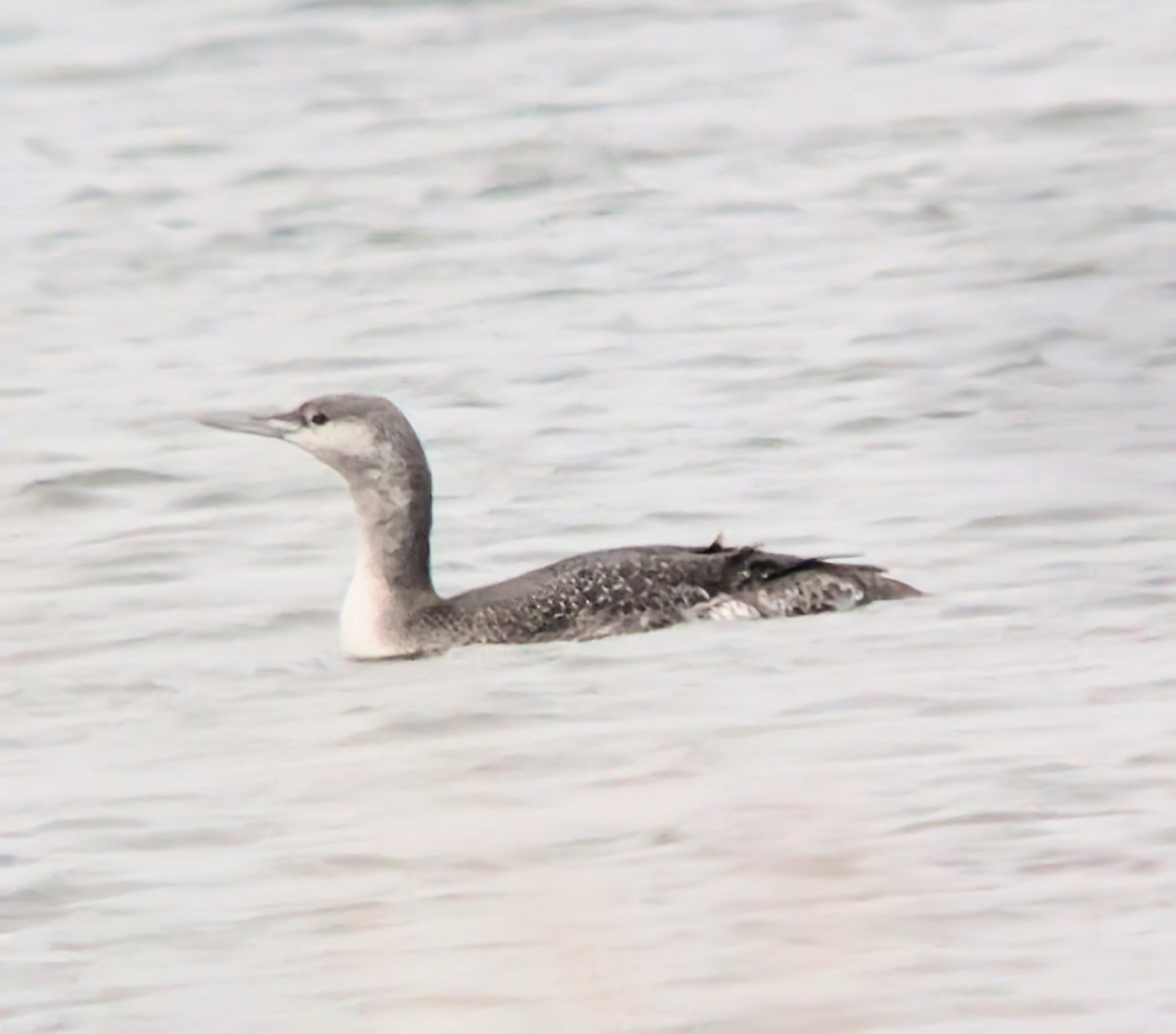 potáplice malá - ML645642379