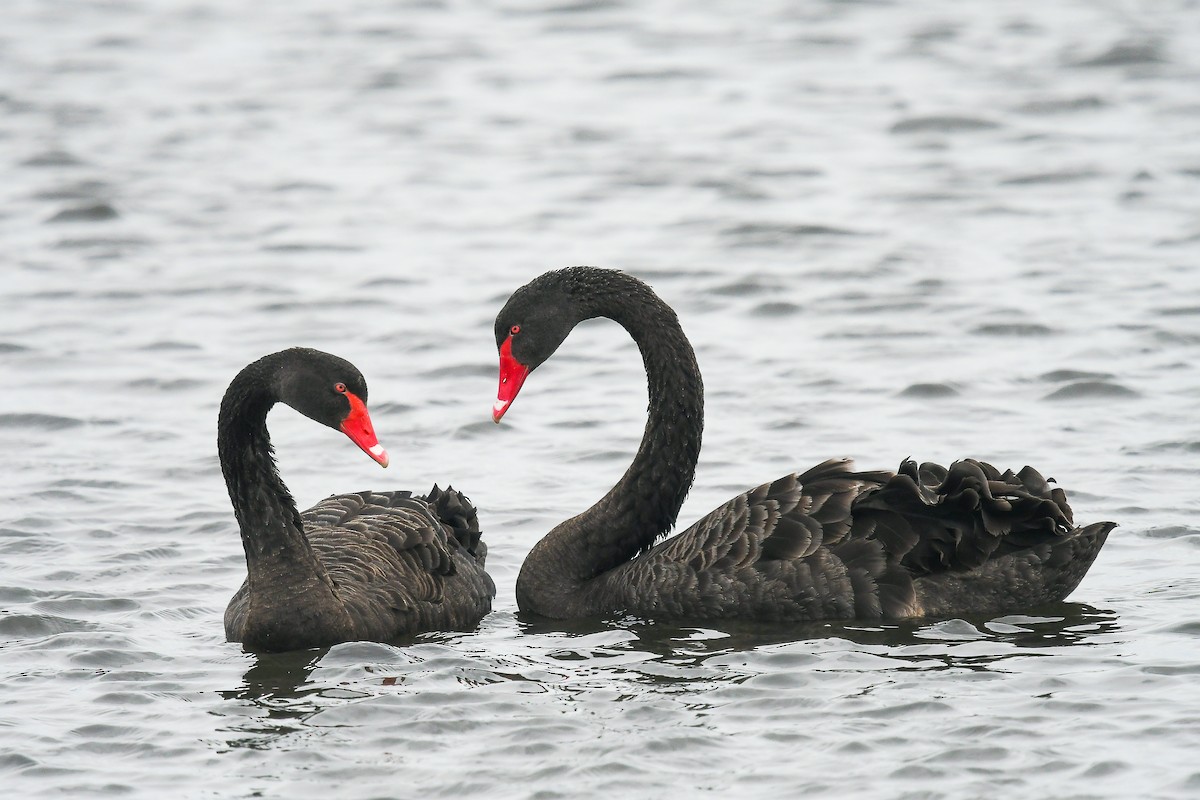 Black Swan - ML645642380