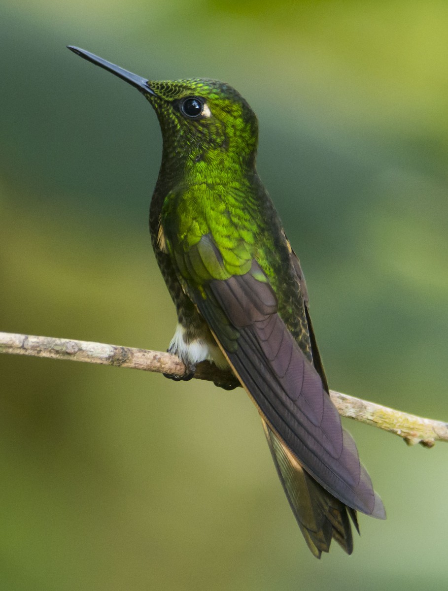 Buff-tailed Coronet - ML645642384