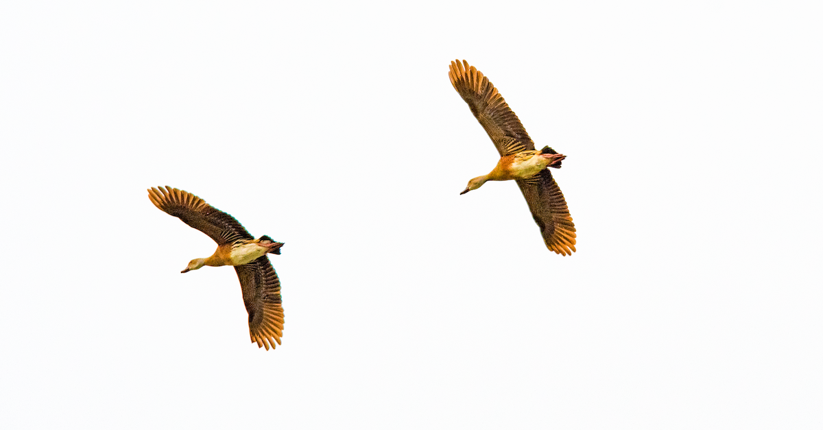 Plumed Whistling-Duck - ML645642385