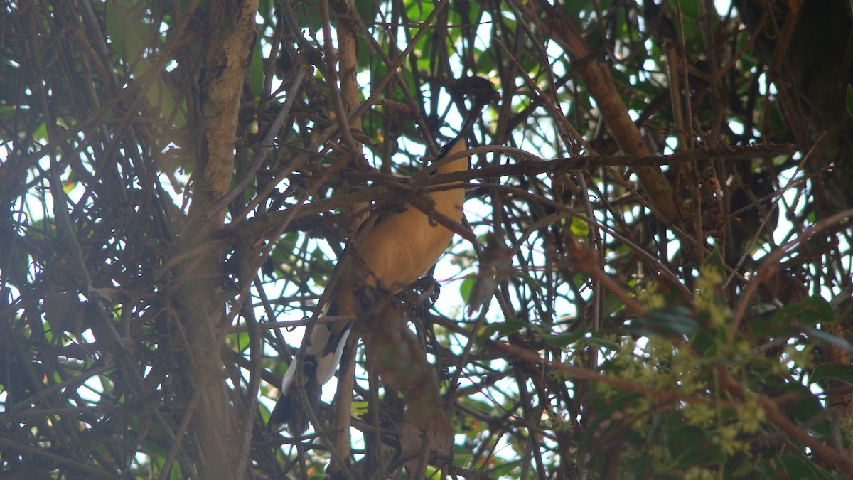 Black-capped Donacobius - ML645642386