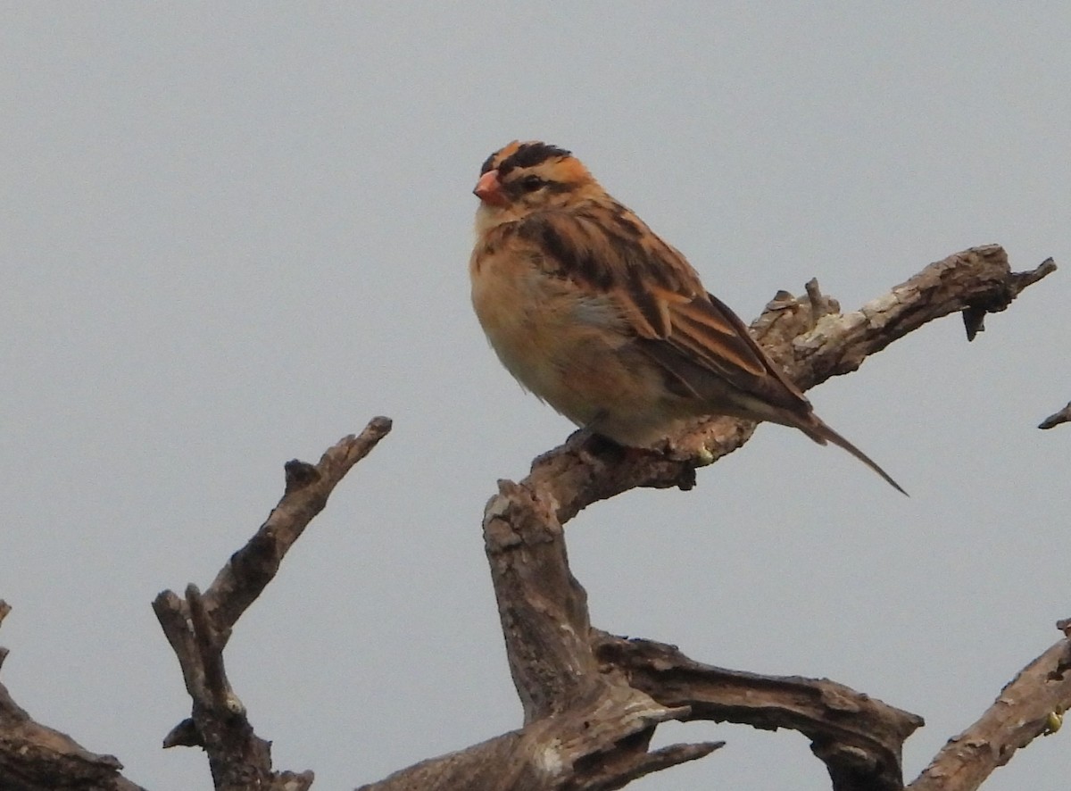 Pin-tailed Whydah - ML645642388