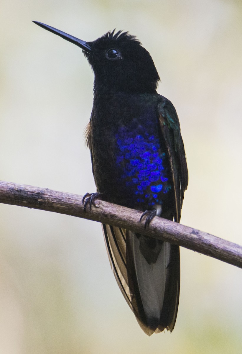 Velvet-purple Coronet - ML645642395