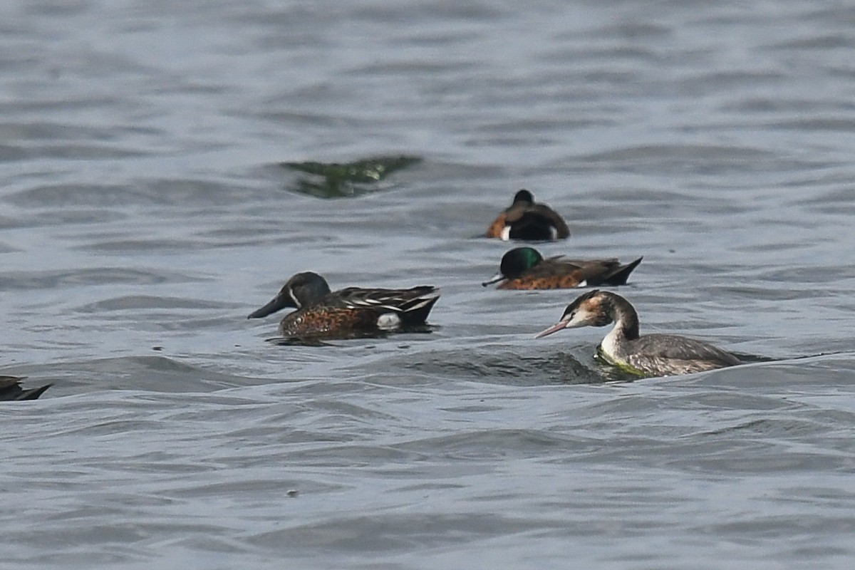 Ahate mokozabal australiarra - ML645642396