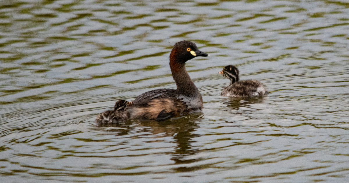 Австралийская поганка - ML645642400