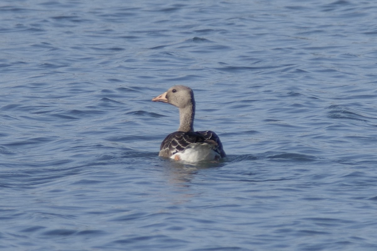 tundragås - ML645642404