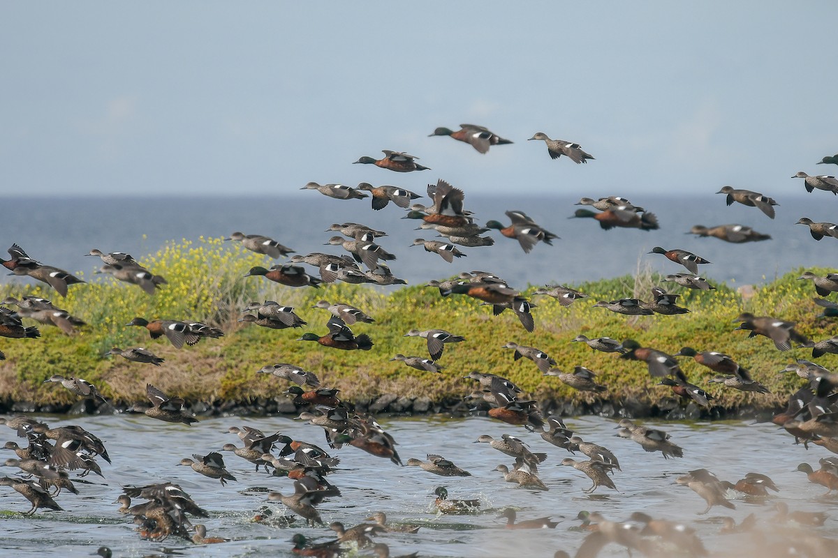 Chestnut Teal - ML645642416