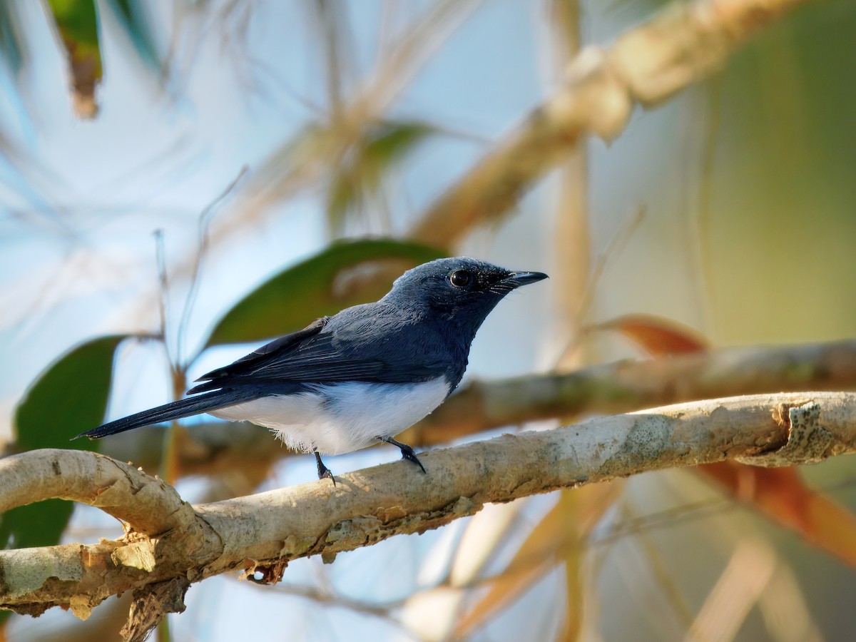 Leaden Flycatcher - ML645642428