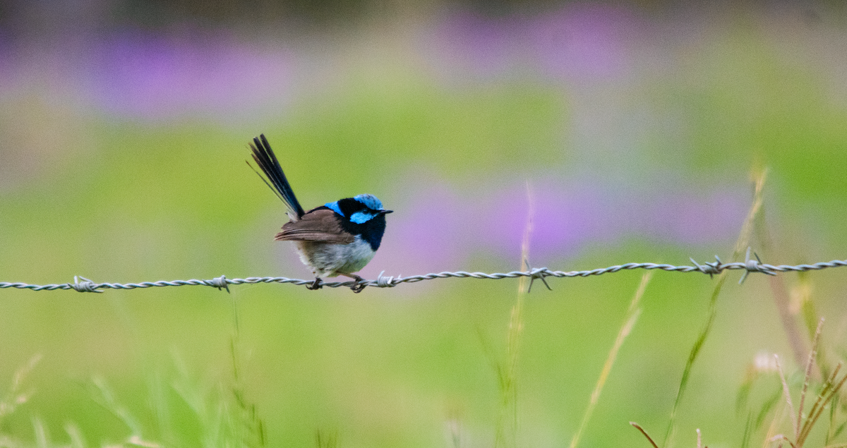 Mérion superbe - ML645642429