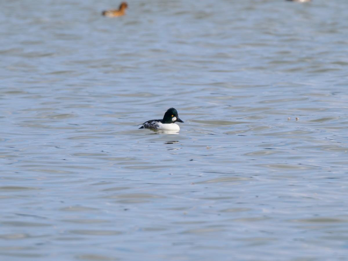 kvinand - ML645642437