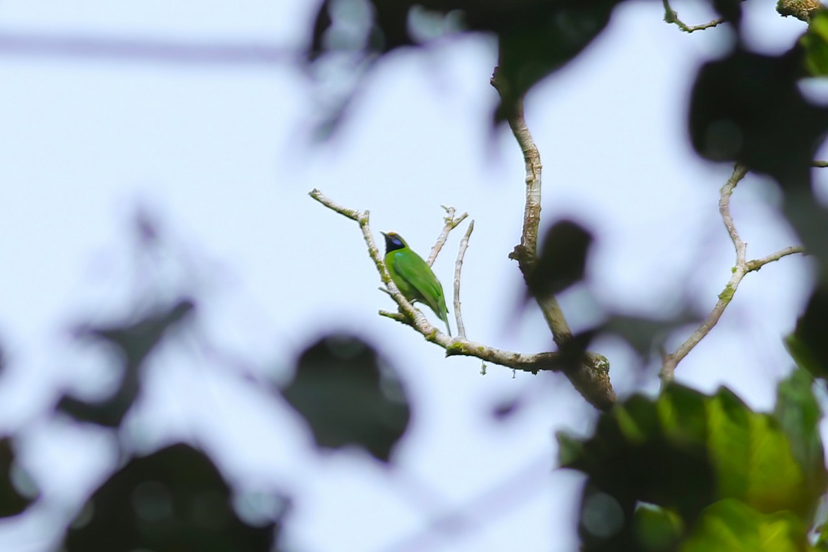 gyllenpannebladfugl - ML645642440