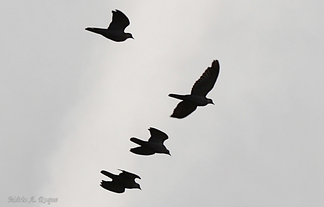 Pigeon biset (forme sauvage) - ML645642443