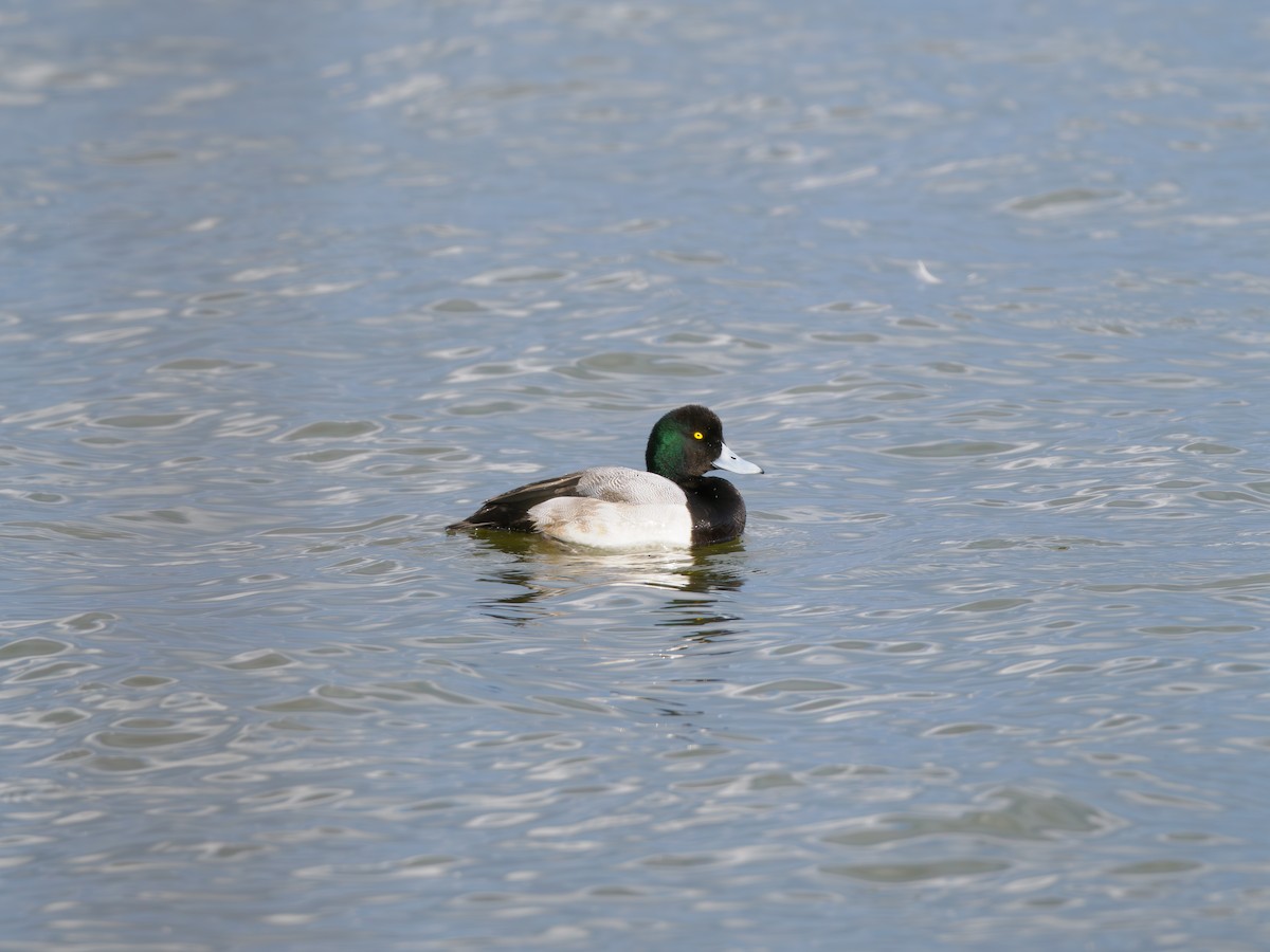 Fuligule milouinan - ML645642444