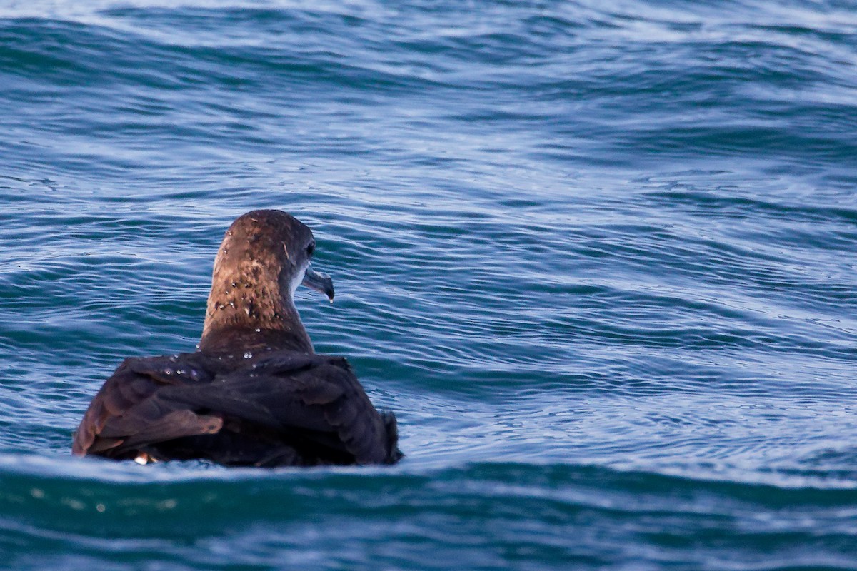 Puffin persique - ML645642445