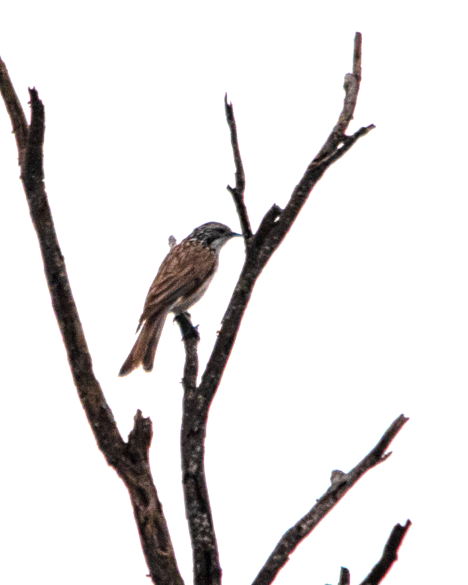 Méliphage lancéolé - ML645642446