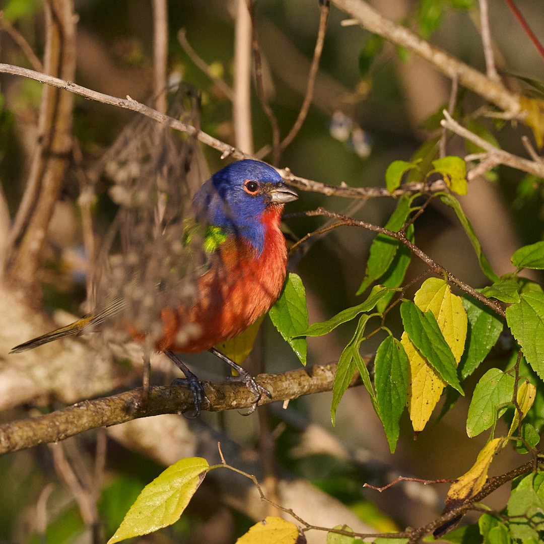 Passerin nonpareil - ML645642447