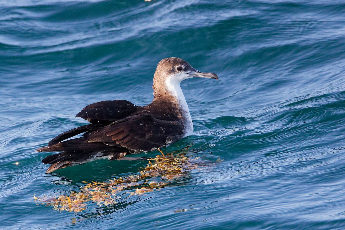 Puffin persique - ML645642448