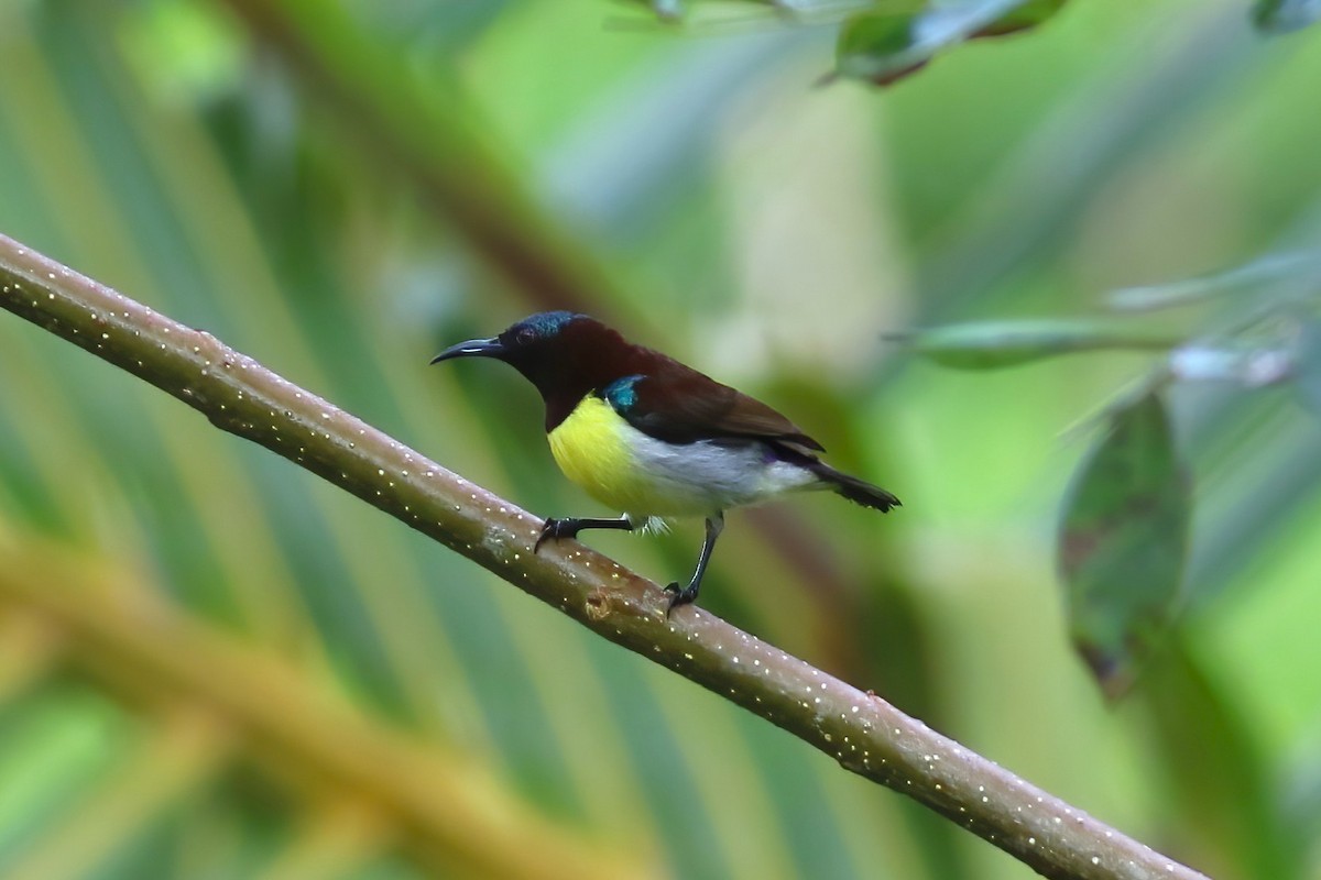 Souimanga à croupion pourpre - ML645642449