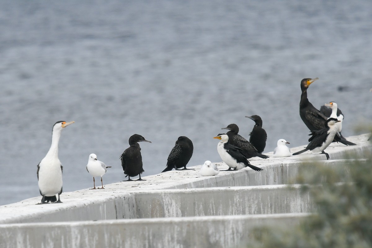 Cormoran noir - ML645642450