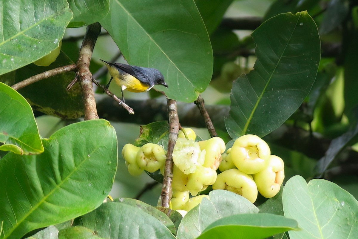 Dicée de Ceylan - ML645642451