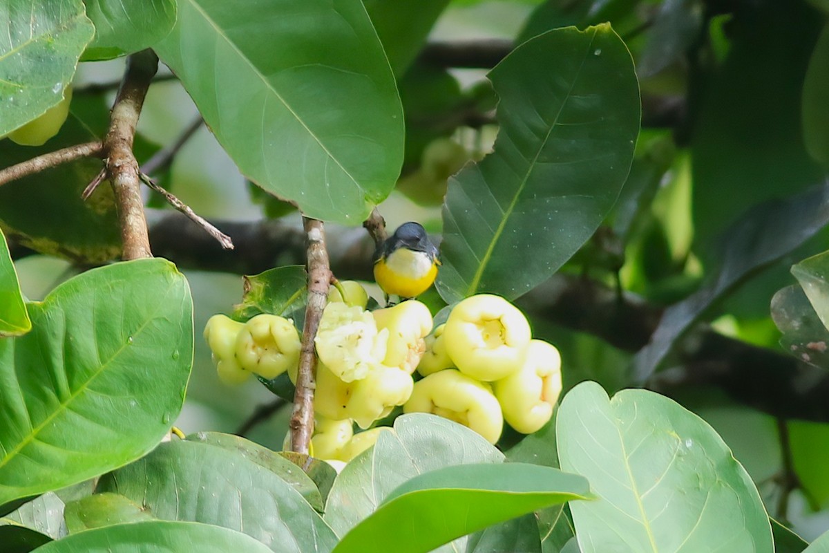 Dicée de Ceylan - ML645642452