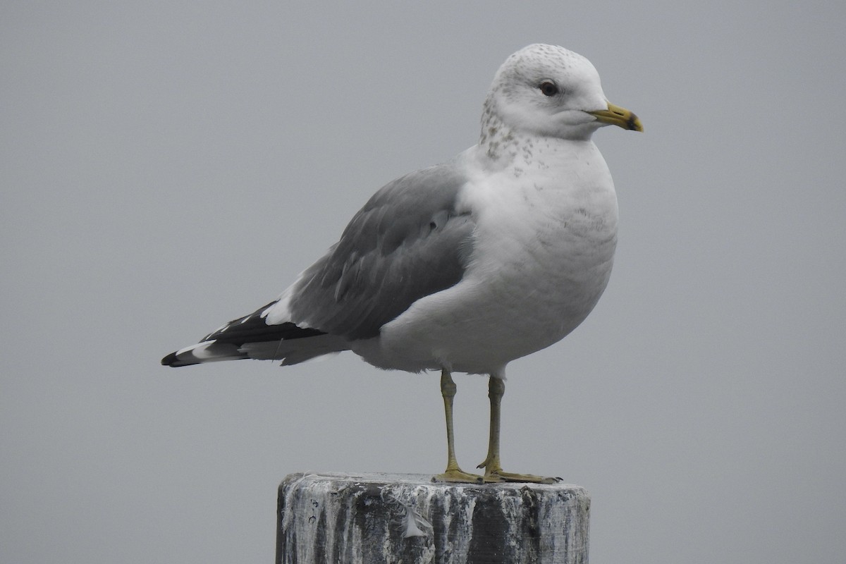 Goéland cendré - ML645642453