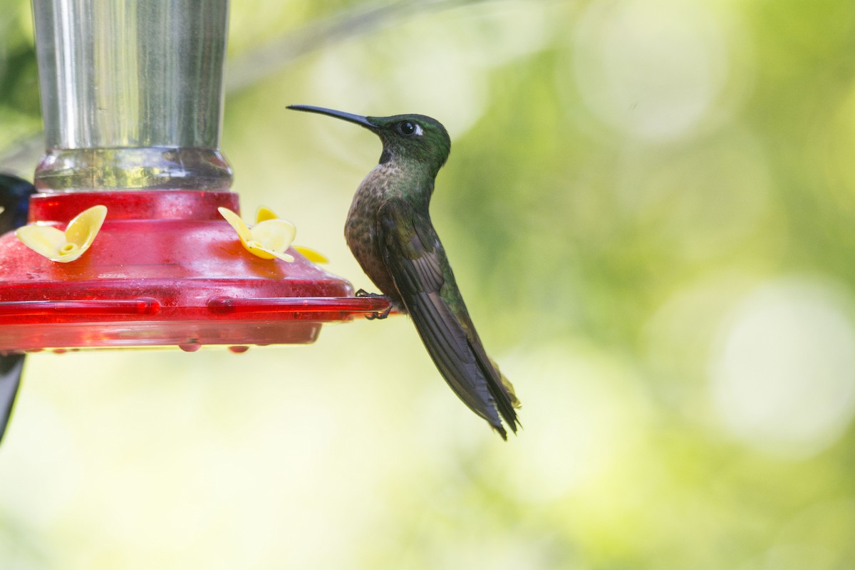 Brillant rubinoïde - ML645642454