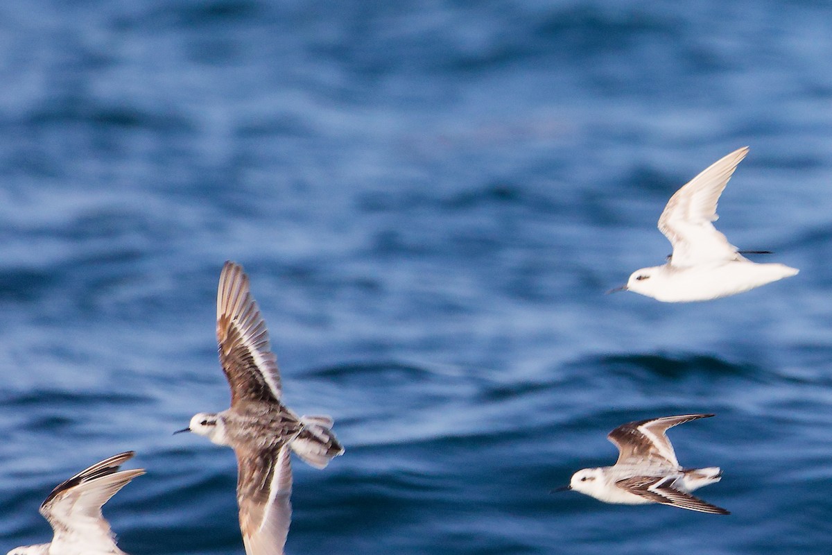 Phalarope à bec étroit - ML645642455