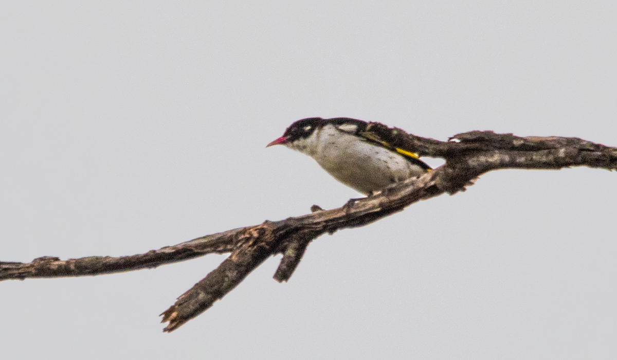 Méliphage peint - ML645642456