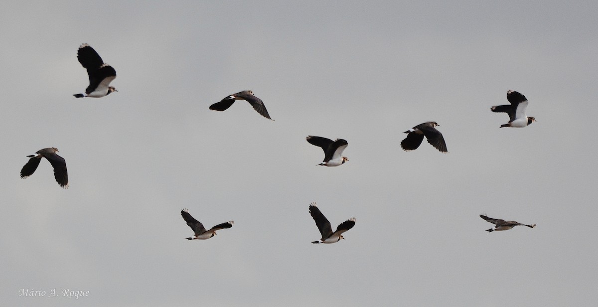 Vanneau huppé - ML645642457