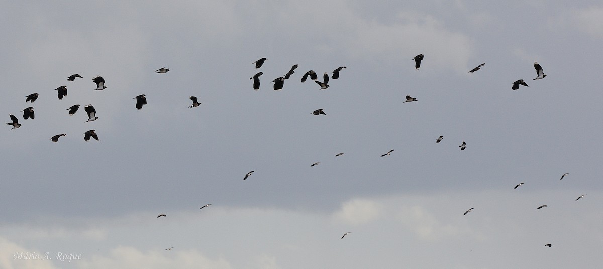 Vanneau huppé - ML645642458