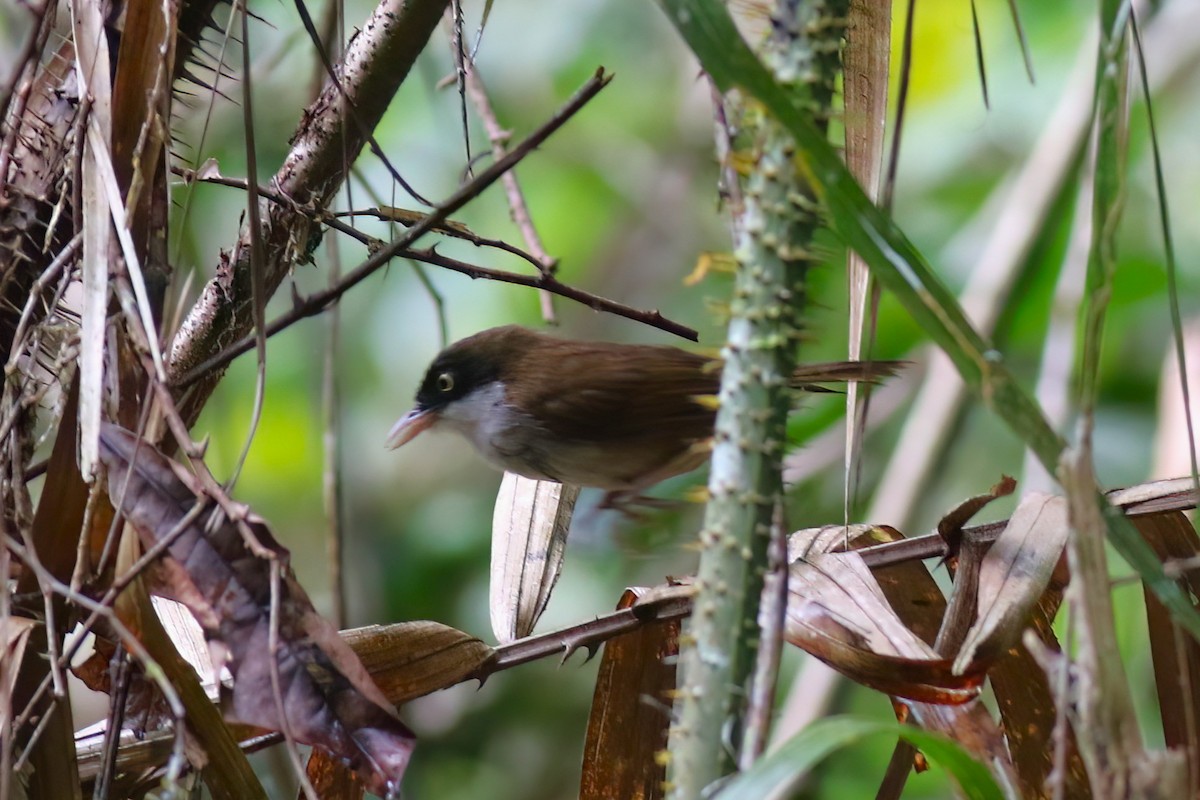 Timalie à tête noire - ML645642459