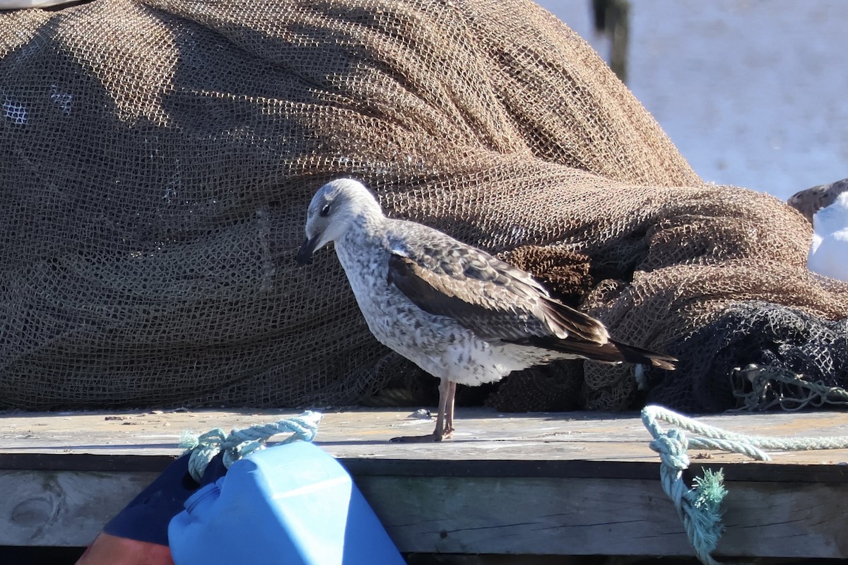 Goéland leucophée - ML645642460