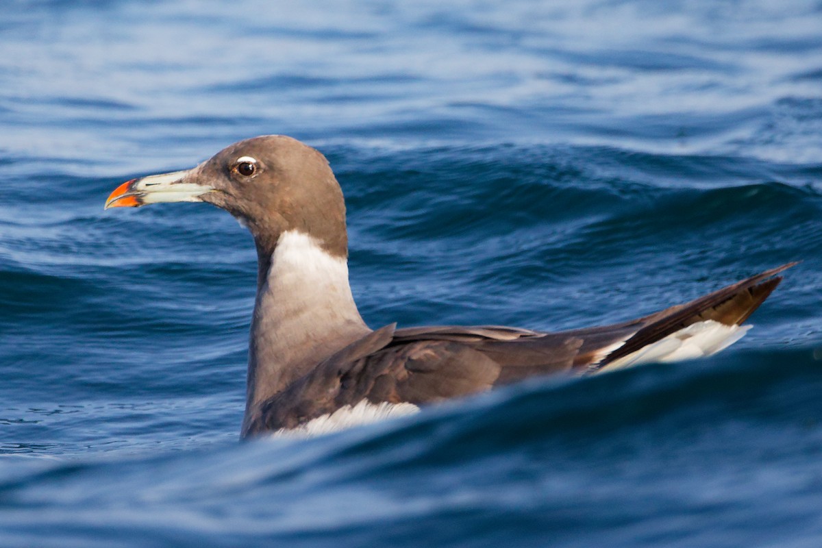 Goéland de Hemprich - ML645642462