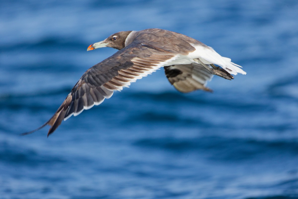 Goéland de Hemprich - ML645642463