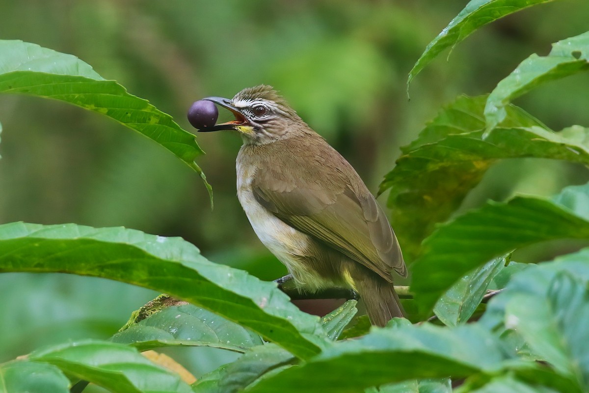 Bulbul à sourcils blancs - ML645642464