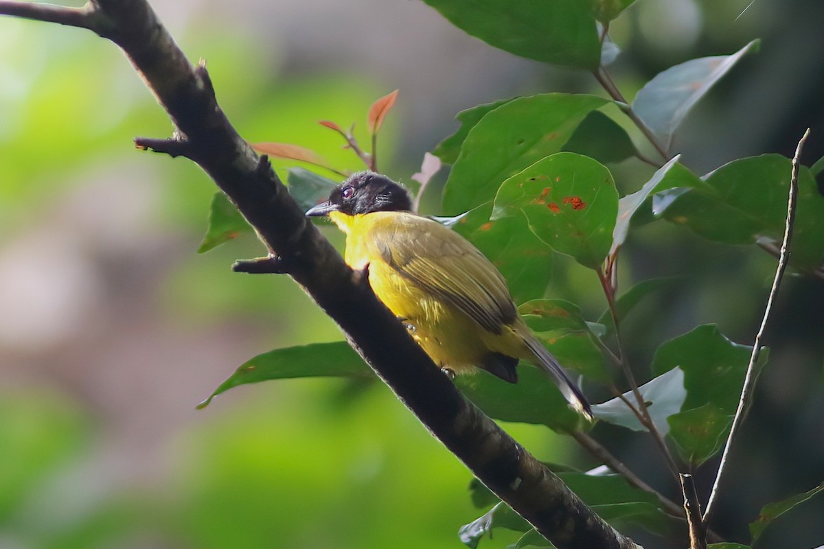 Bulbul à tête noire - ML645642465