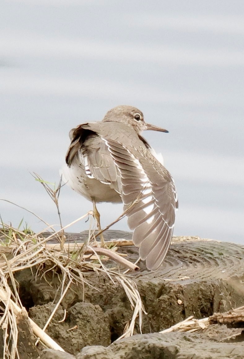 Chevalier grivelé - ML645642466