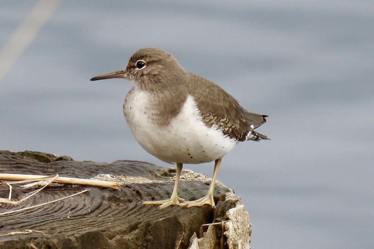 Chevalier grivelé - ML645642467