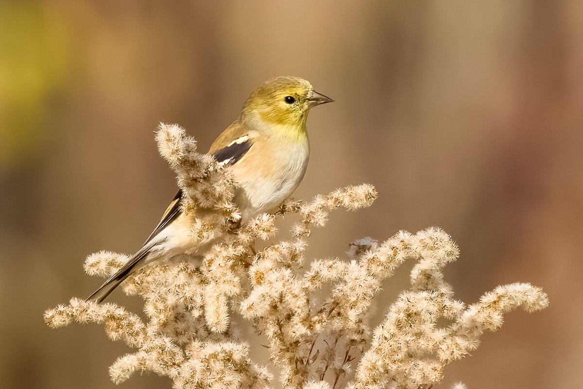 Chardonneret jaune - ML645642468