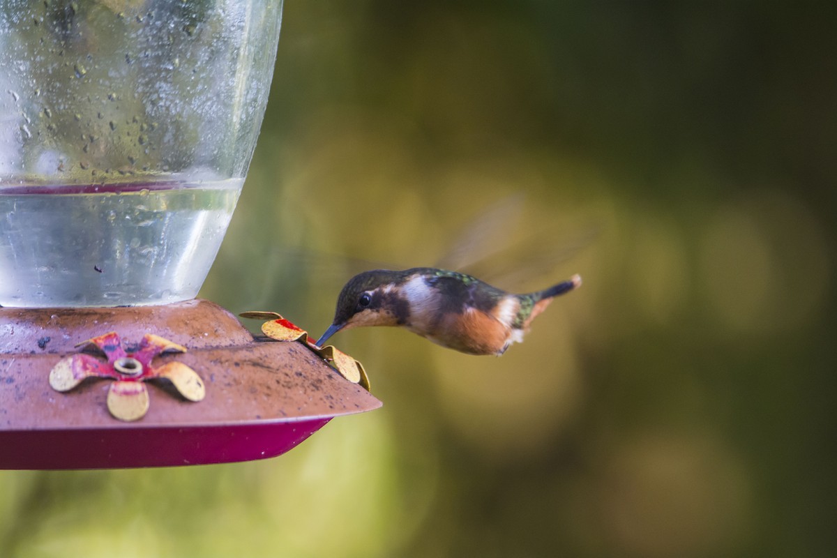 Colibri de Mitchell - ML645642470